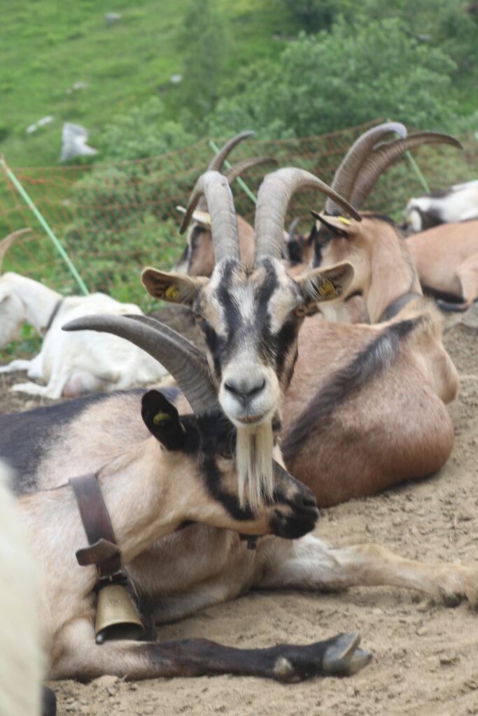 Capra Sciuretta