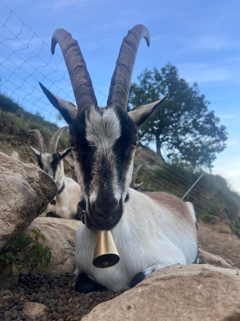 Furetta